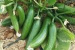 آغاز برداشت خیار پاییزه در قیروکارزین 
