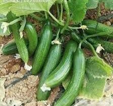 آغاز برداشت خیار پاییزه در قیروکارزین 