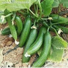 آغاز برداشت خیار پاییزه در قیروکارزین 