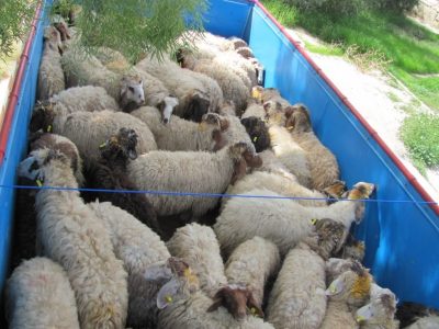 توقيف خودرو حامل 79 راس گوسفند قاچاق 