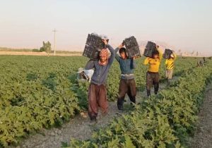 آغاز برداشت بادمجان پاییزه در قیروکارزین