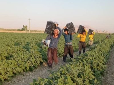 آغاز برداشت بادمجان پاییزه در قیروکارزین