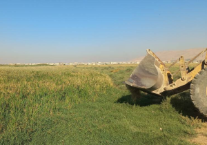 تخریب مزراع برنج و ذرت آلوده به آب فاضلاب در شیراز