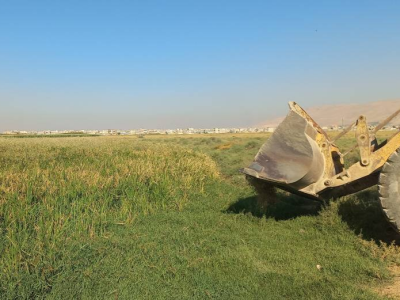 تخریب مزراع برنج و ذرت آلوده به آب فاضلاب در شیراز