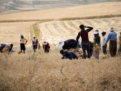 برداشت نخود و عدس از مزارع بهمن