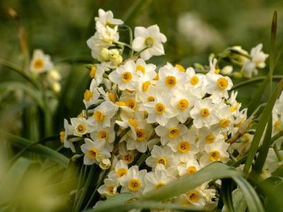 خفر، میزبان جشنواره گل نرگس