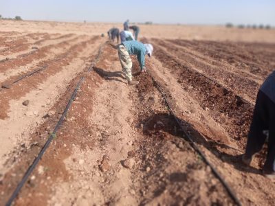 کاشت رزماری برای اولین بار در خرامه