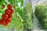 فارس رتبه نخست در زمینه تولید محصولات گلخانه‌ای