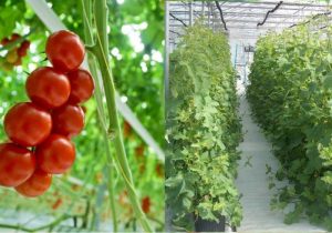 فارس رتبه نخست در زمینه تولید محصولات گلخانه‌ای