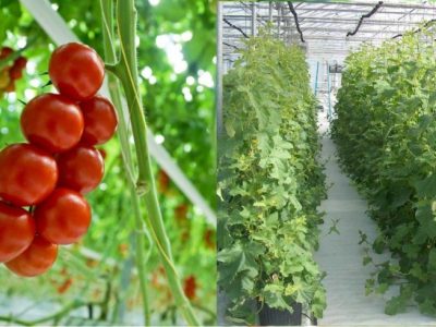 فارس رتبه نخست در زمینه تولید محصولات گلخانه‌ای