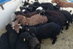 توقیف محموله گوسفند قاچاق در نی‌ریز