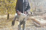 بازگشت به آغوش طبیعت درنا بعد از بهبودی