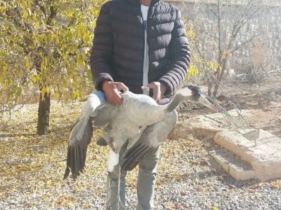 بازگشت به آغوش طبیعت درنا بعد از بهبودی