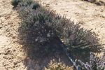 افزایش کشت گیاهان دارویی در شهرستان بیضا