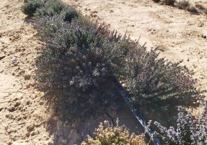 افزایش کشت گیاهان دارویی در شهرستان بیضا