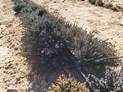 افزایش کشت گیاهان دارویی در شهرستان بیضا