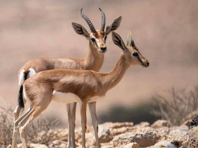 بهره برداری از مرکز پرورش آهو در قیروکارزین