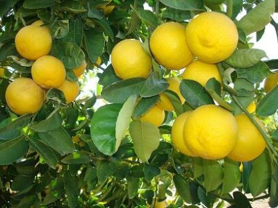 تولید ۴۳ درصد لیمو شیرین کشور در قیروکارزین