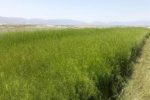 ۴۶۰ هکتار از زمین‌های کشاورزی بیضا زیر کشت خاکشیر