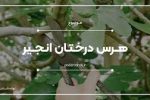 برگزاری کارگاه هرس درختان انجیر در نی ریز