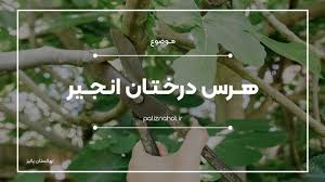 برگزاری کارگاه هرس درختان انجیر در نی ریز