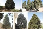 ثبت ۲۷ درخت کهنسال فارس در فهرست میراث طبیعی کشور