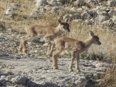 آغاز فصل زایش حیات وحش در لامرد