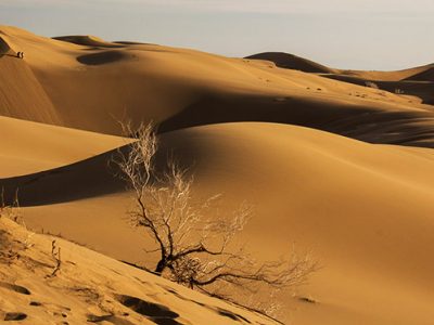 کاشت درخت نخل و زیتون در کویر