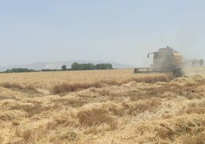 آغاز برداشت گندم در بیضا