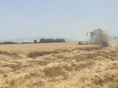 آغاز برداشت گندم در بیضا