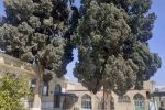 ثبت ملی ۹ درخت کهنسال در فارس