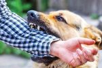 چه زمانی سگ‌گزدیدگی باعث مرگ می‌شود؟