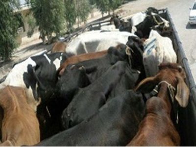 گاو‌های قاچاق به هرمزگان نرسید