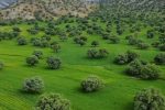 تصاویر خیره کننده از جنگل های بلوط استان فارس
