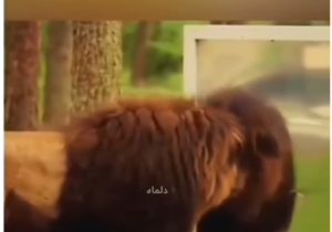 واکنش حیوانات وقتی خودشون رو تو آیینه می بینند