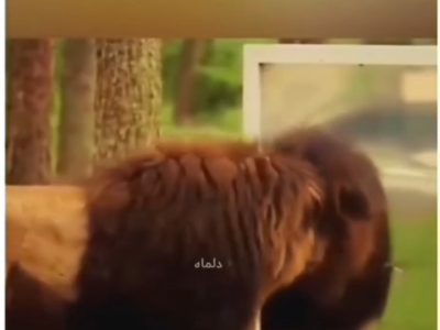 واکنش حیوانات وقتی خودشون رو تو آیینه می بینند