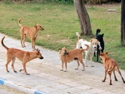 حمله سگ‌های ولگرد به یک کشاورز در آباده طشک