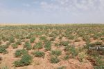 طرح جهش تولید در دیمزار‌های آباده