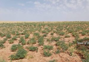 طرح جهش تولید در دیمزار‌های آباده