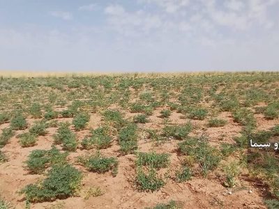 طرح جهش تولید در دیمزار‌های آباده