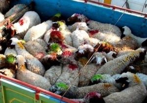 نجات ۸۵ راس بره از دام قاچاق