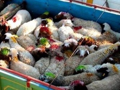 نجات ۸۵ راس بره از دام قاچاق
