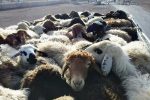 قاچاقچی دام بیش از ۹ میلیارد ریال ، جریمه شد