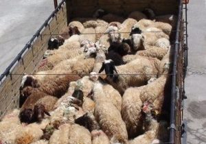نجات ۱۰۰ راس بره از دام قاچاقچیان در شیراز