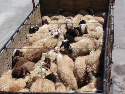 نجات ۱۰۰ راس بره از دام قاچاقچیان در شیراز