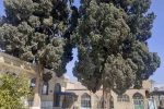 ثبت ۶ درخت کهنسال و یک غار در فارس ثبت ملی