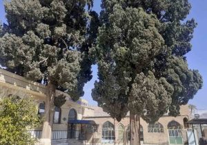 ثبت ۶ درخت کهنسال و یک غار در فارس ثبت ملی