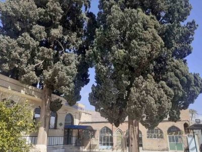 ثبت ۶ درخت کهنسال و یک غار در فارس ثبت ملی