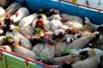 جریمه نقدی قاچاقچی دام دراستان فارس