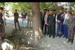 تنش آبی و آفت زدگی درختان منطقه قصردشت سعادت شهر